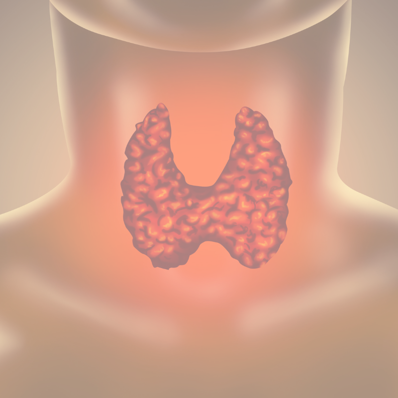 Hipotireoidismo e Hipertireoidismo